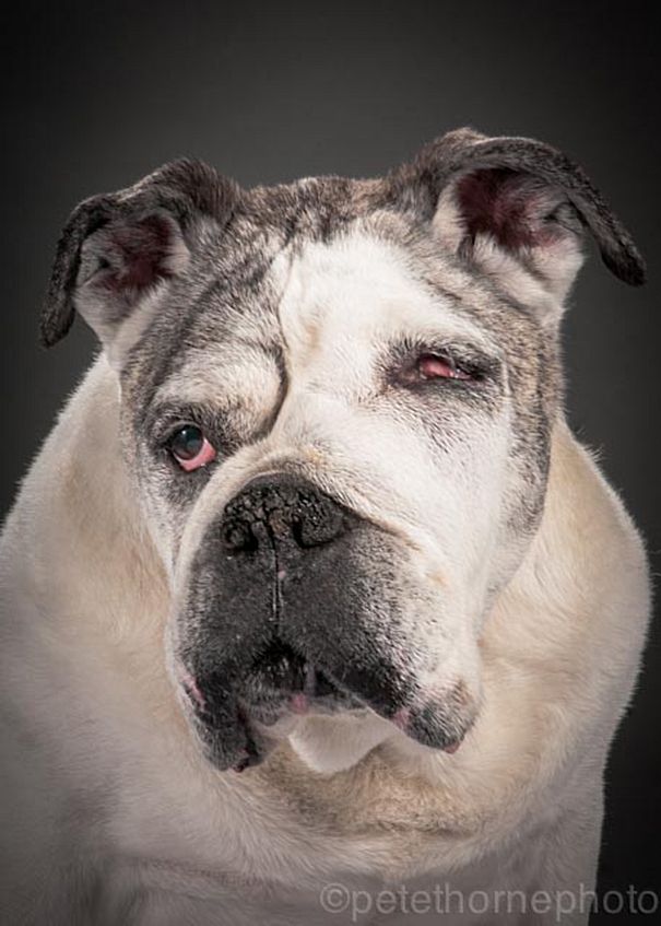 old-faithful-old-dog-portrait-photography-pete-thorne-2