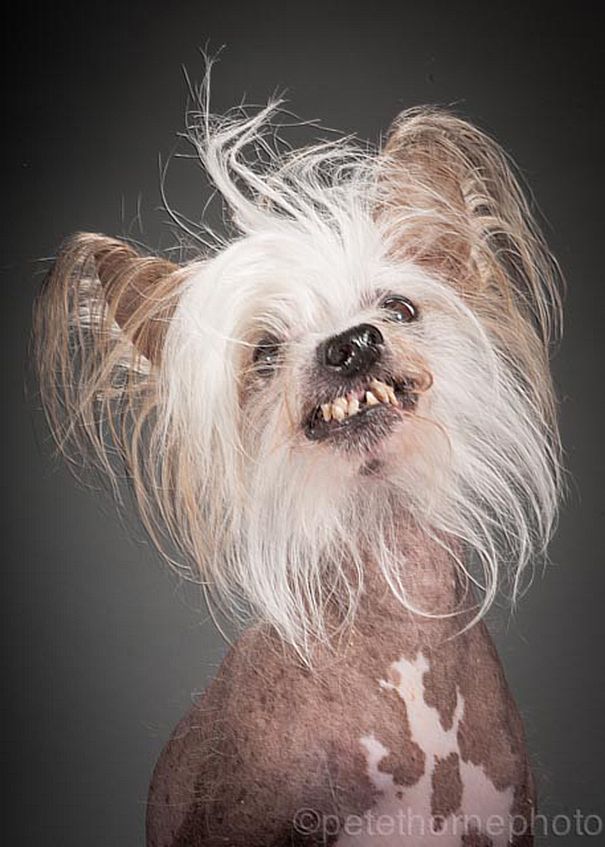 old-faithful-old-dog-portrait-photography-pete-thorne-3