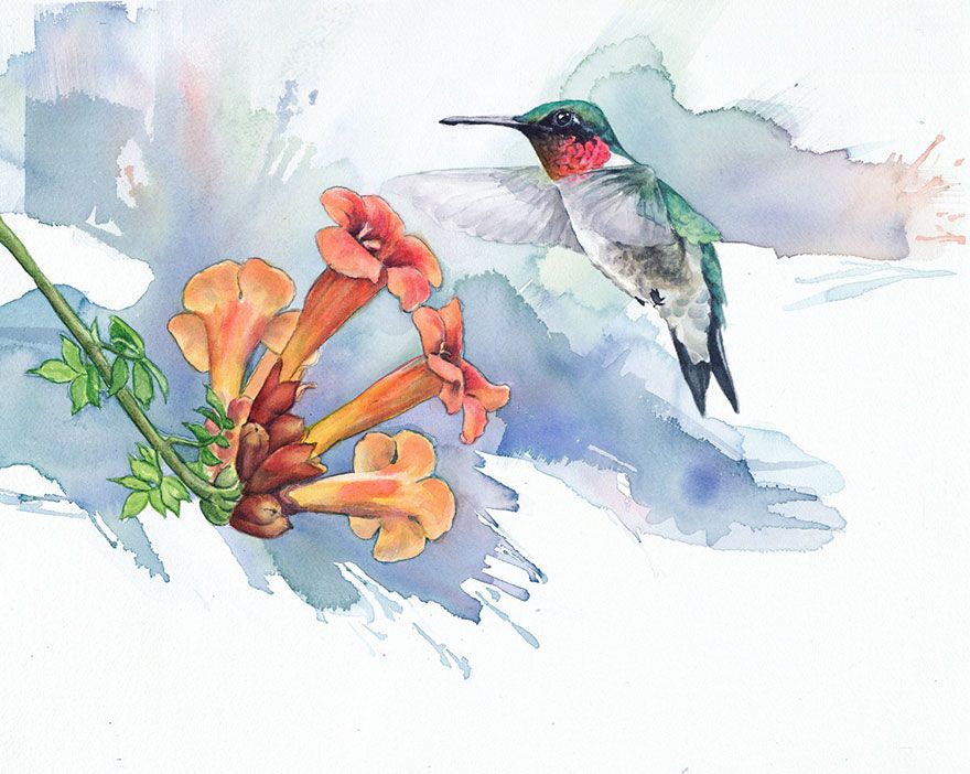 biòleg-pintures aquàtiques-aus-anne-balogh-6