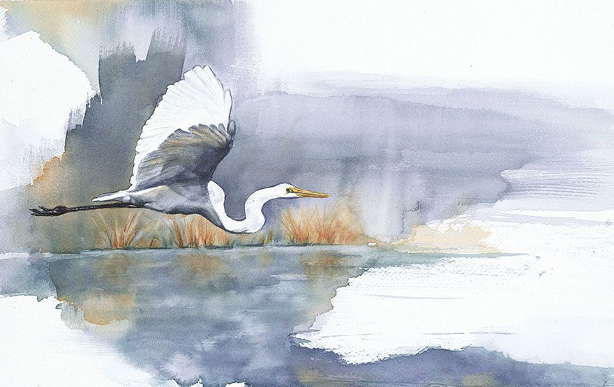 Biologe-Wassermalerei-Vögel-Anne-Balogh-3