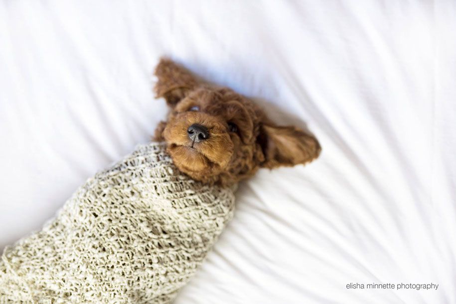 sliten-baby-spørsmål-hund-nyfødt-photoshoot-elisha-minnette-fotografering-3