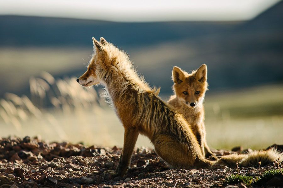wild-foxes-photography-ivan-kislov-2