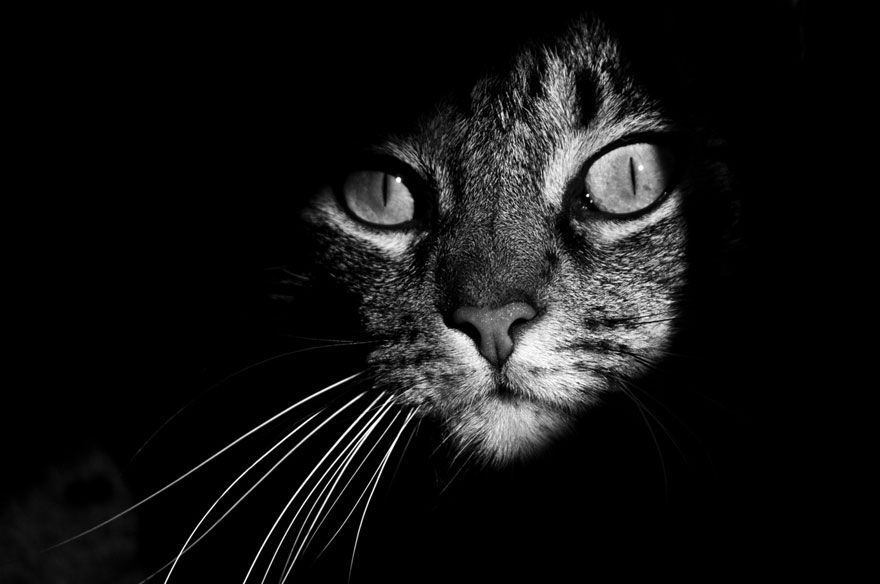 μυστηριώδη-γάτες-μαύρο-άσπρο-πορτρέτα-5