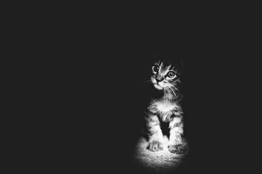 रहस्यमय-बिल्लियों काले और सफेद चित्र-9