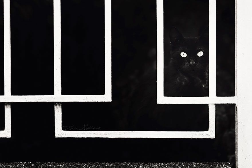 रहस्यमय-बिल्लियों काले और सफेद चित्र -3