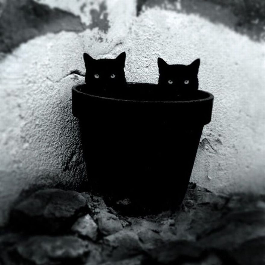 מסתורי-חתולים-שחור-לבן-דיוקנאות -13