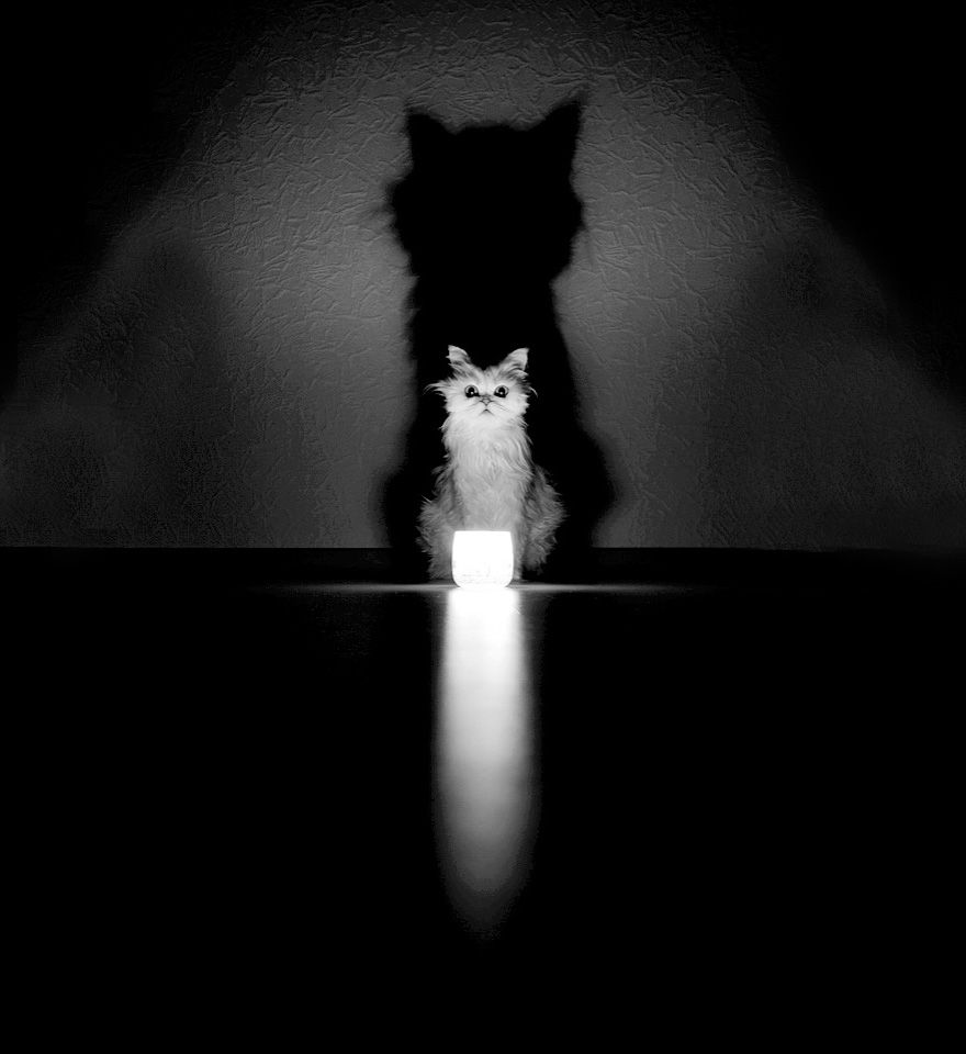 रहस्यमय-बिल्लियों काले और सफेद चित्र-14