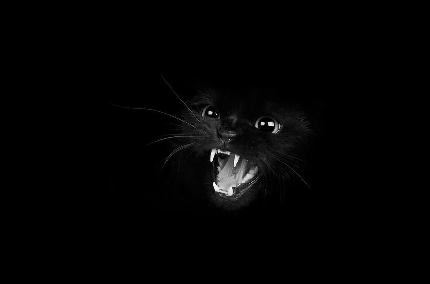 mystérieux-chats-portraits en noir et blanc-12