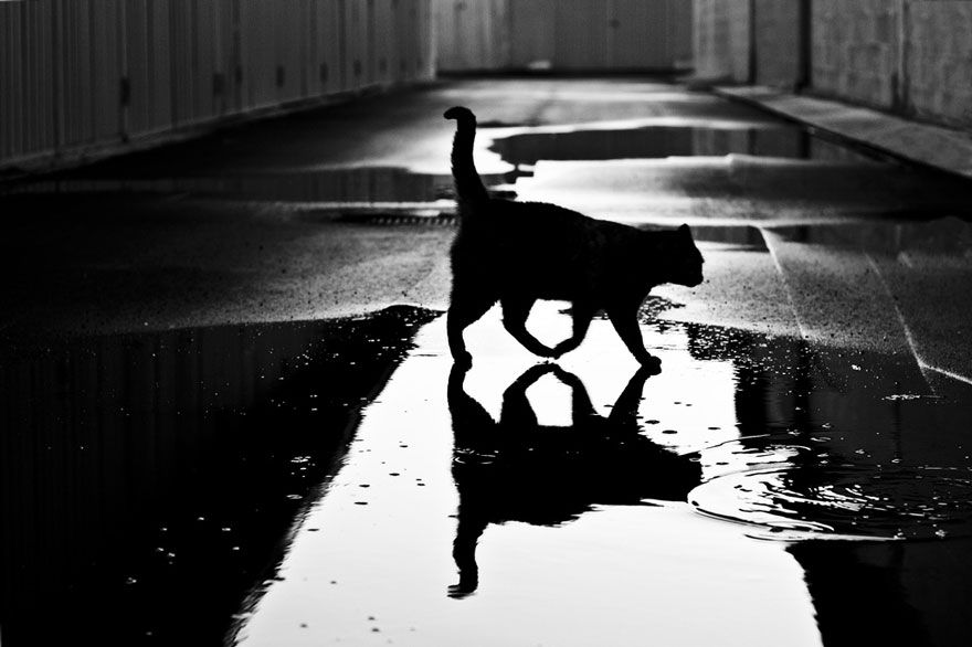神秘的な猫-白黒の肖像画-7