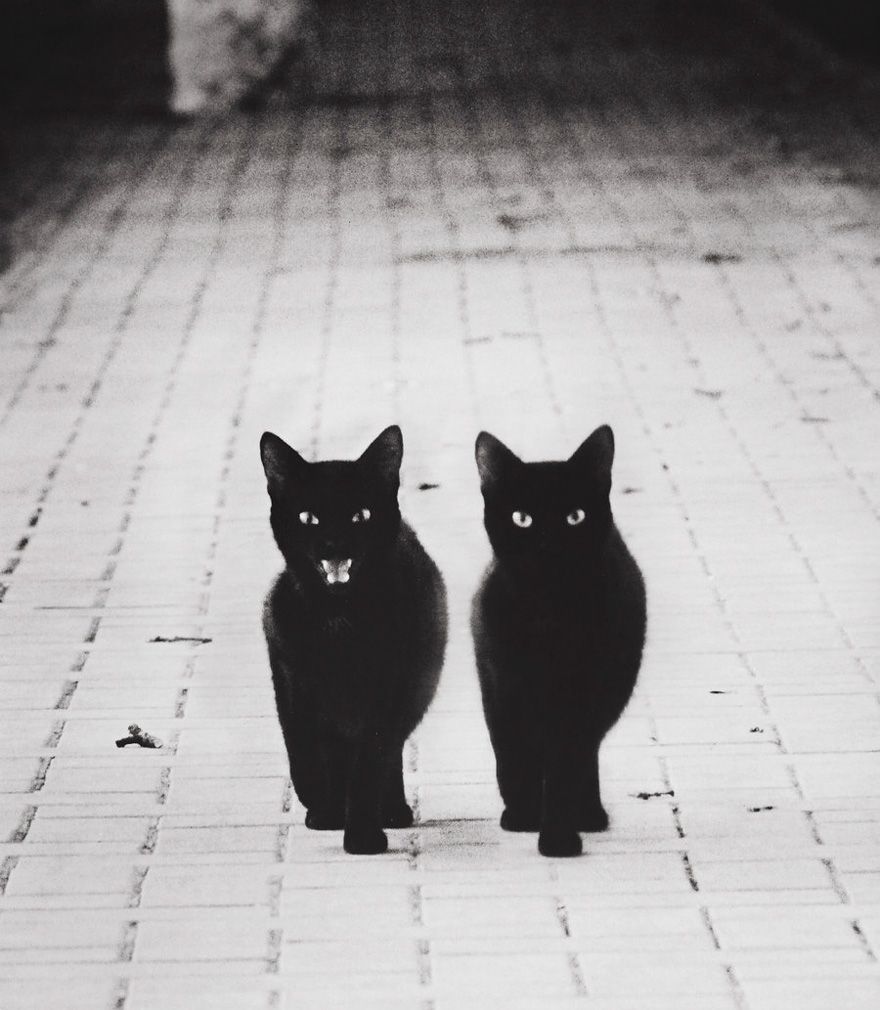 záhadné-mačky-čiernobiele-portréty-11