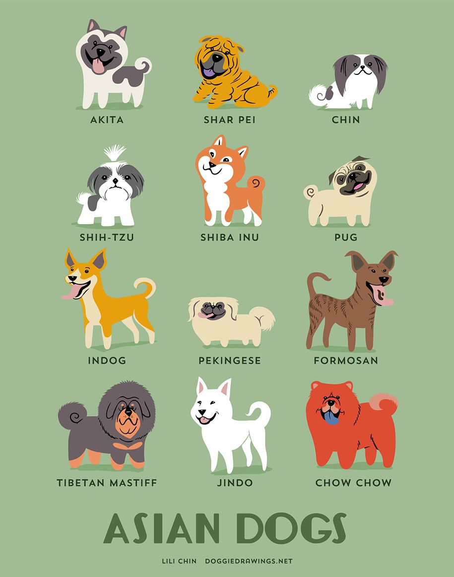 כלבי-עולם-גזעים-פוסטרים-לילי-סנטר -12