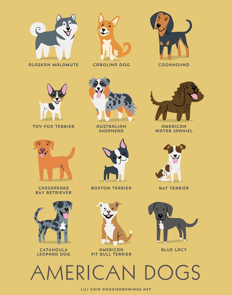 Породы-собаки-мира-плакаты-лили-подбородок-13