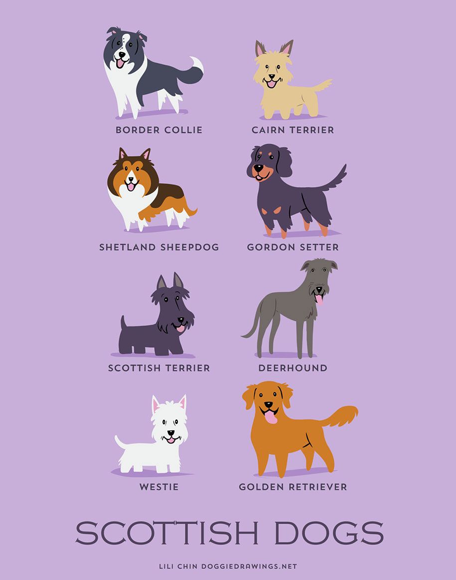 honden-van-de-wereld-rassen-posters-lili-chin-3