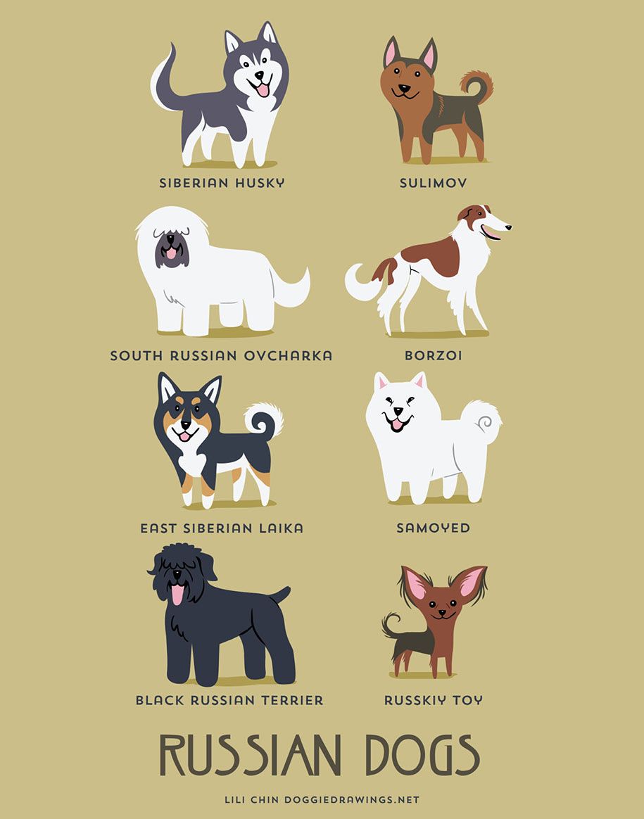 कुत्तों के इस विश्व नस्लों-पोस्टर-लिली ठोड़ी -4