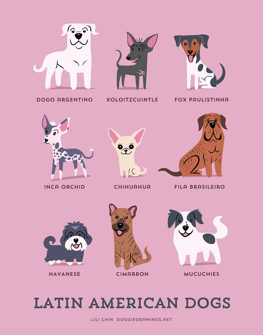 honden-van-de-wereld-rassen-posters-lili-chin-5