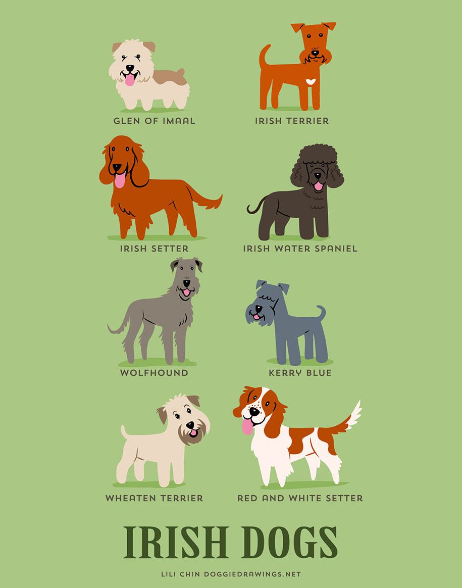 Породы-собаки-мира-плакаты-lili-chin-6
