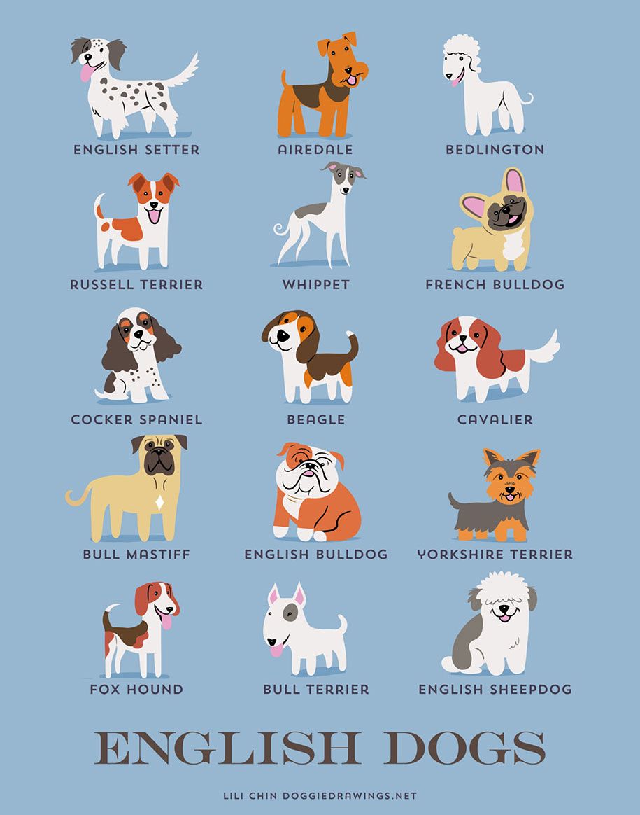 honden-van-de-wereld-rassen-posters-lili-chin-8