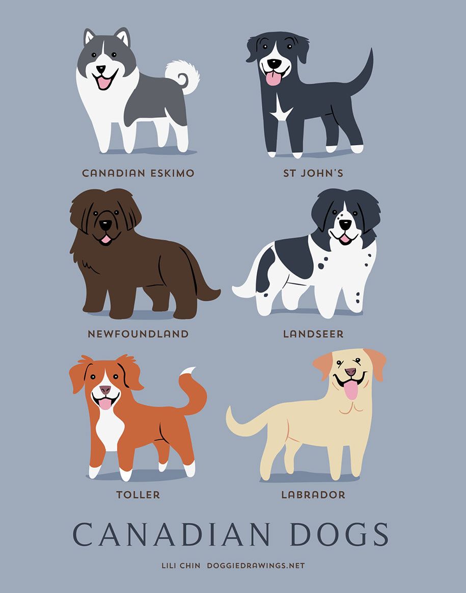 कुत्तों के इस विश्व नस्लों-पोस्टर-लिली ठोड़ी -1