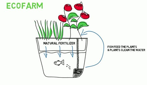 ecofarm-aquaponic-food-production-aquaculpture-hydroponics-fish tank-1