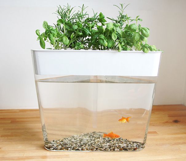ecofarm-aquaponic-food-production-aquaculpture-hydroponics-fish tank-2
