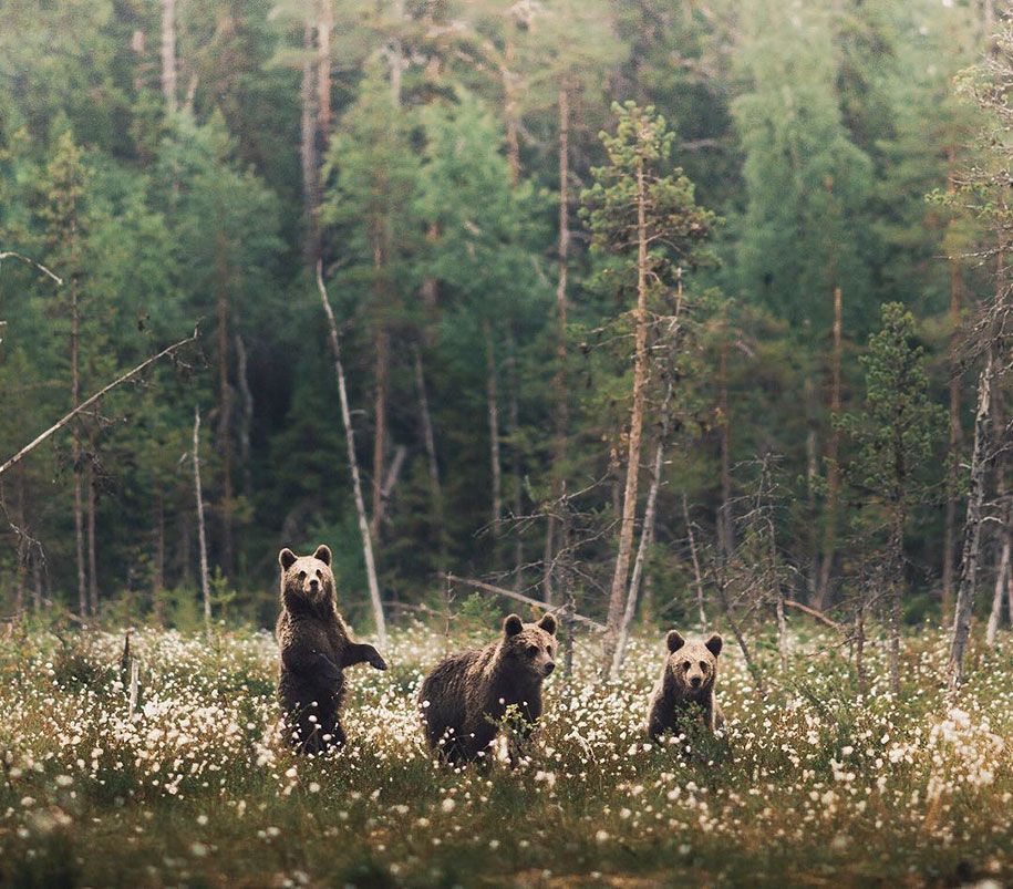 जंगली पशु-प्रकृति-फोटोग्राफी-Konsta-punkka-7