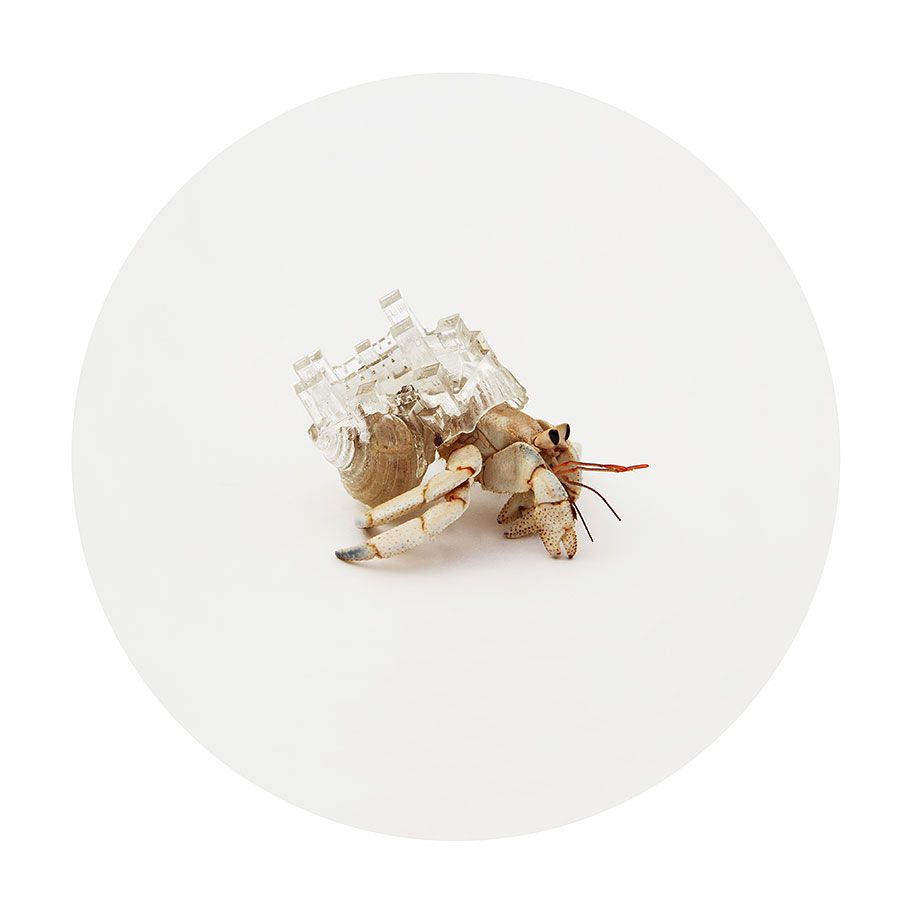 3d-vytlačený-pustovník-krabí-škrupiny-aki-inomata-6