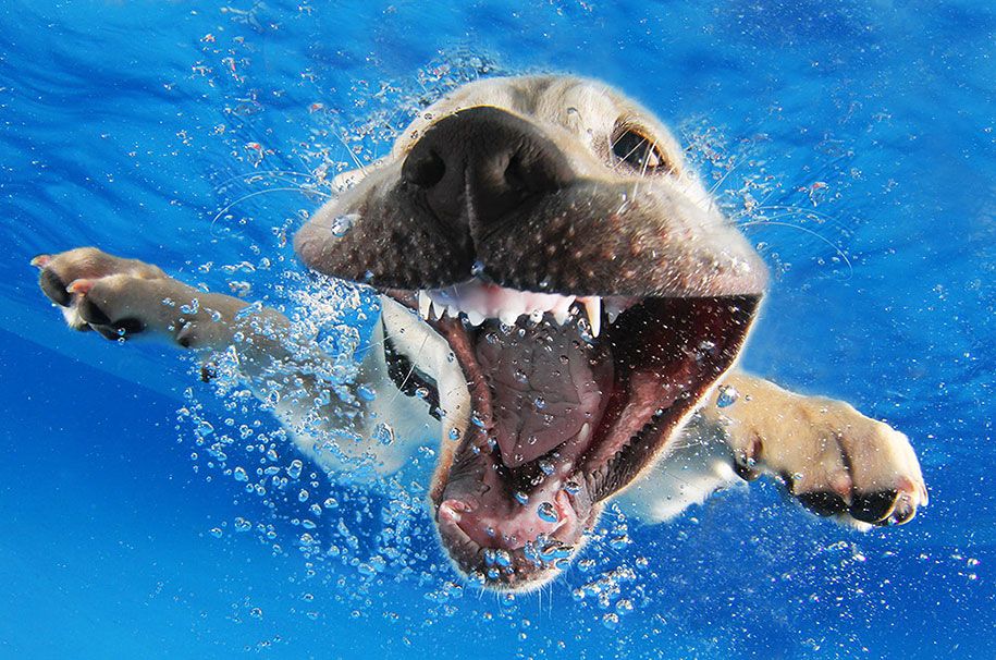 पानी के नीचे-पिल्ला-पशु-फोटोग्राफी-सेठ-Casteel -3