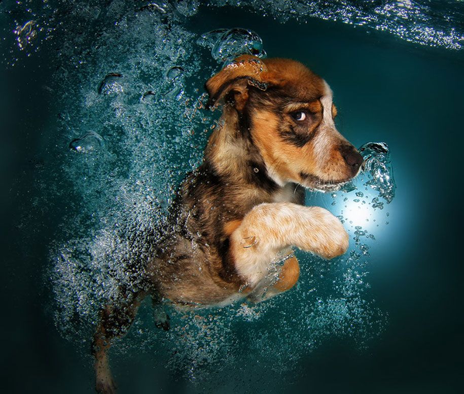 水中-子犬-動物-写真-セス-キャスティール-7