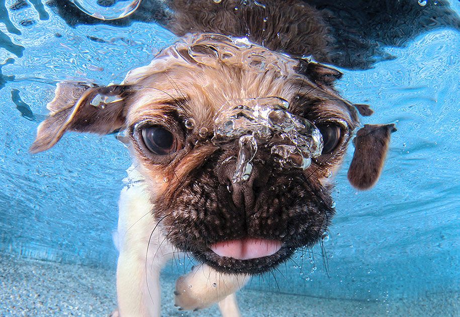 подводно кученце-животно-фотография-сет-кастел-4