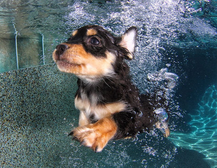 подводно кученце-животно-фотография-сет-кастел-5