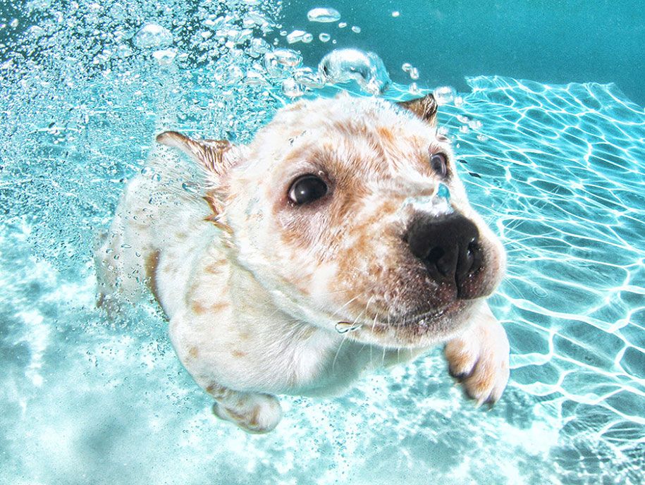 水中-子犬-動物-写真-セス-キャスティール-2