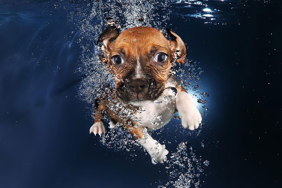 подводный щенок-животное-фотография-сет-кастил-1