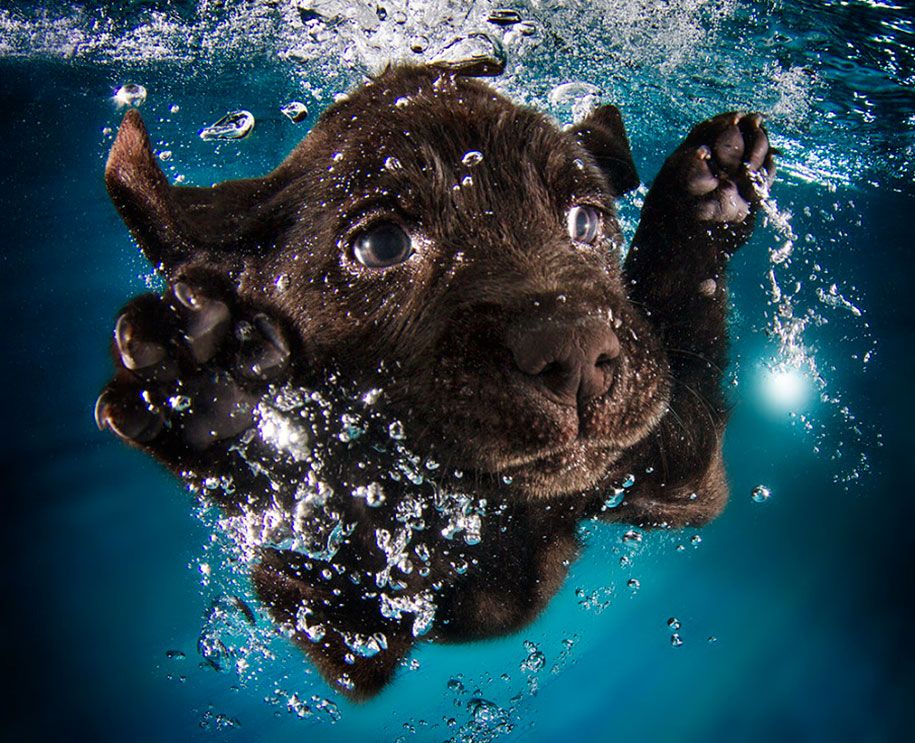 پانی کے اندر اندر کتے - جانوروں کی فوٹوگرافی-سیٹھ-ذاتیل 6