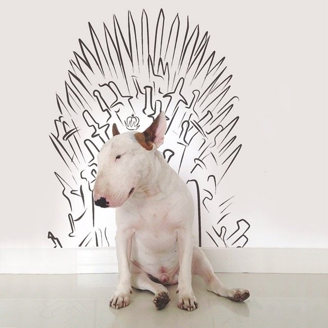 jimmy-choo-bull-terrier-interaktif-çizimler-rafael-mantesso-11