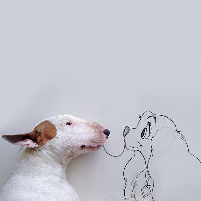 jimmy-choo-bull-terrier-illustrazioni-interattive-rafael-mantesso-5