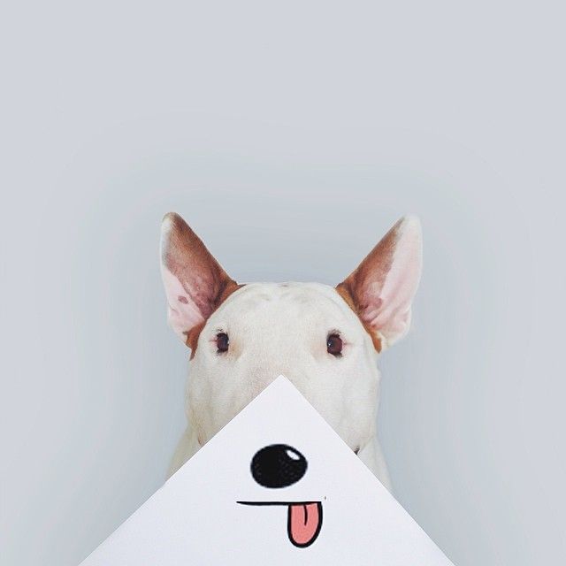 jimmy-choo-bull-terrier-interactive-illustrations-rafael-mantesso-6