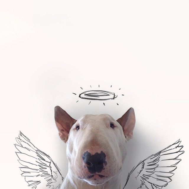 Jimmy-Choo-Bull-Terrier-interaktive-Illustrationen-Rafael-Mantesso-7