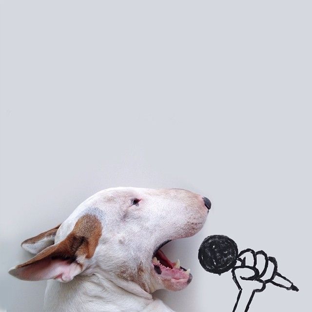 jimmy-choo-bull-terrier-interaktiv-illustrasjoner-rafael-mantesso-1