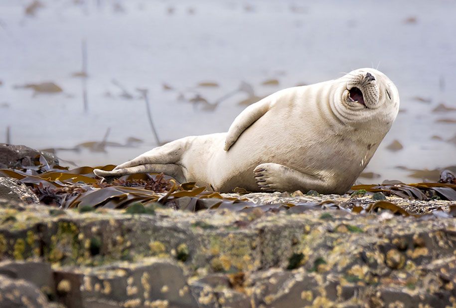 صور حيوانات مضحكة صور كوميديا ​​الحياة البرية جوائز بول جوينسون هيكس 10