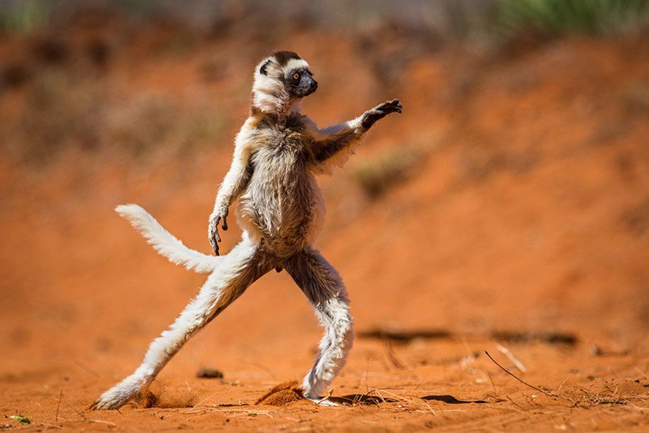 अजीब-पशु-चित्रों-कॉमेडी-वन्य जीवन-फोटोग्राफी-पुरस्कार-पॉल-joynson-हिक्स-13