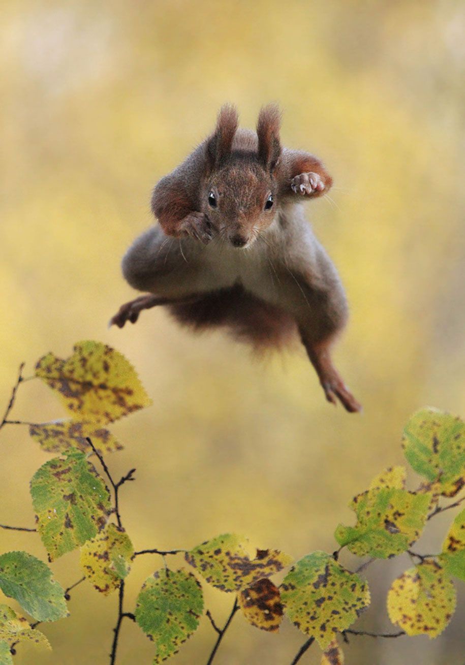 مضحکہ خیز جانوروں کی تصاویر-مزاحیہ وائلڈ لائف فوٹوگرافی ایوارڈز پال جانسن-ہکس -14