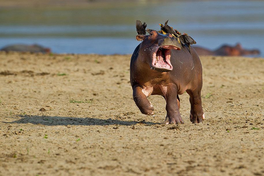 صور حيوانات مضحكة صور كوميديا ​​الحياة البرية جوائز بول جوينسون هيكس 9
