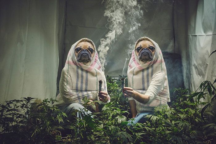 photoshop-trollové-kouření plevelů-jeptišky-3