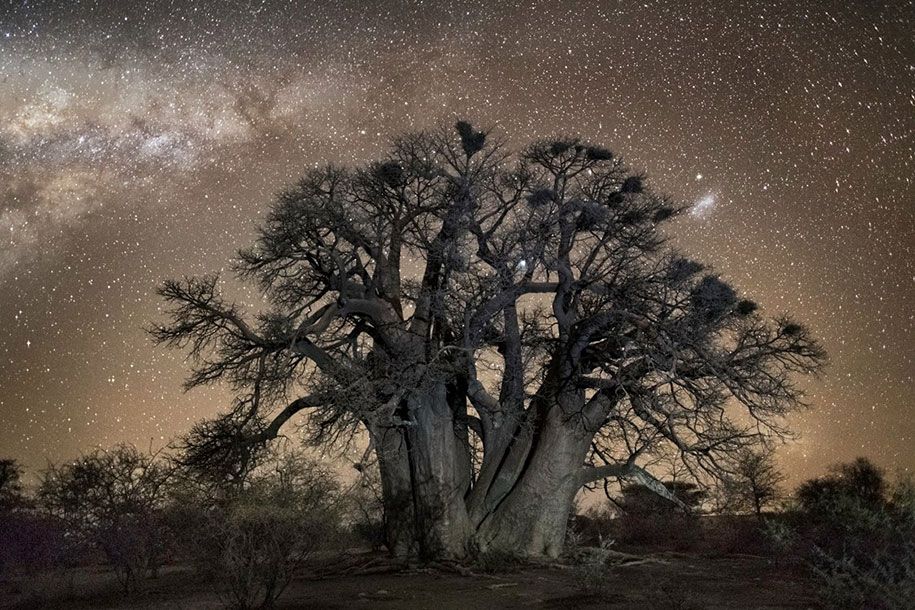 Älteste-Bäume-Fotografie-Sternenlicht-Diamant-Nächte-Beth-Mond-9