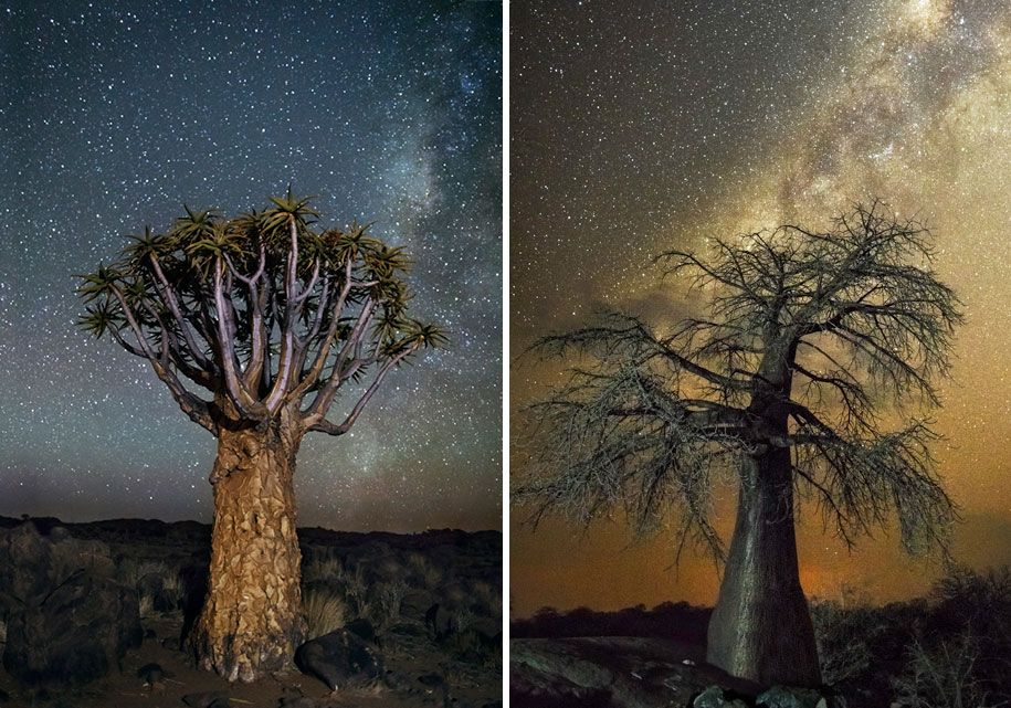 Älteste-Bäume-Fotografie-Sternenlicht-Diamant-Nächte-Beth-Mond-11