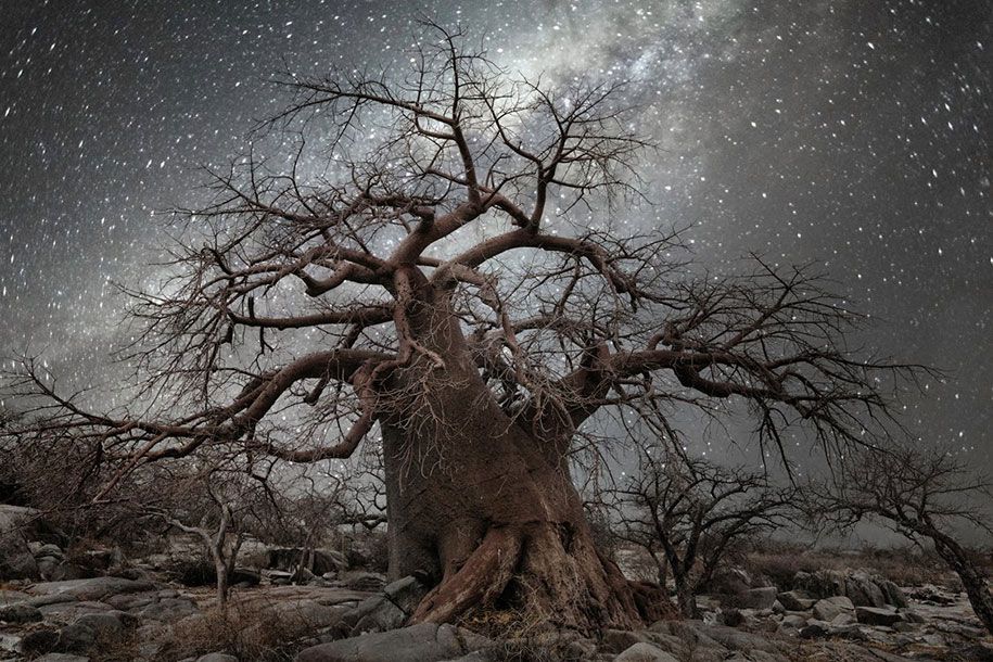 Älteste-Bäume-Fotografie-Sternenlicht-Diamant-Nächte-Beth-Mond-2