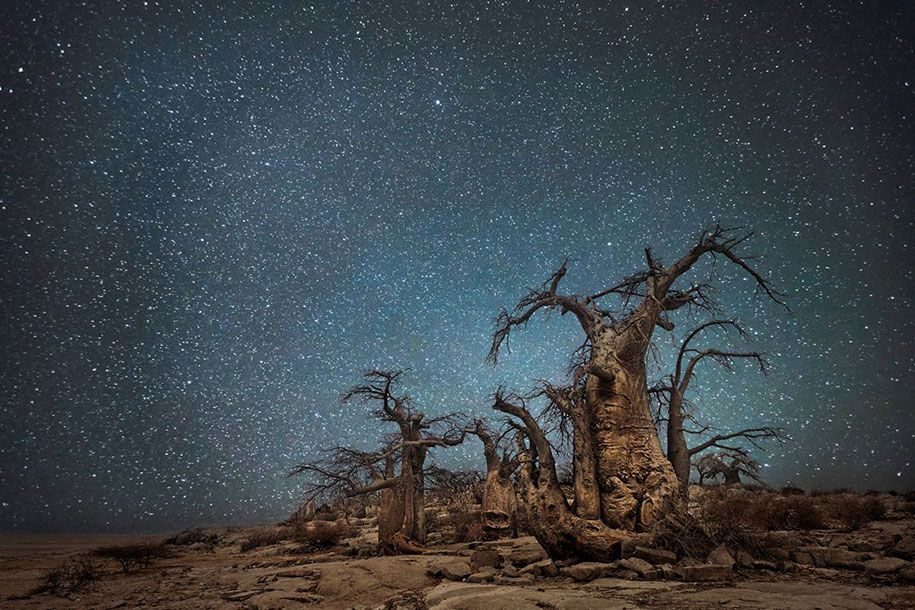 Älteste-Bäume-Fotografie-Sternenlicht-Diamant-Nächte-Beth-Mond-10