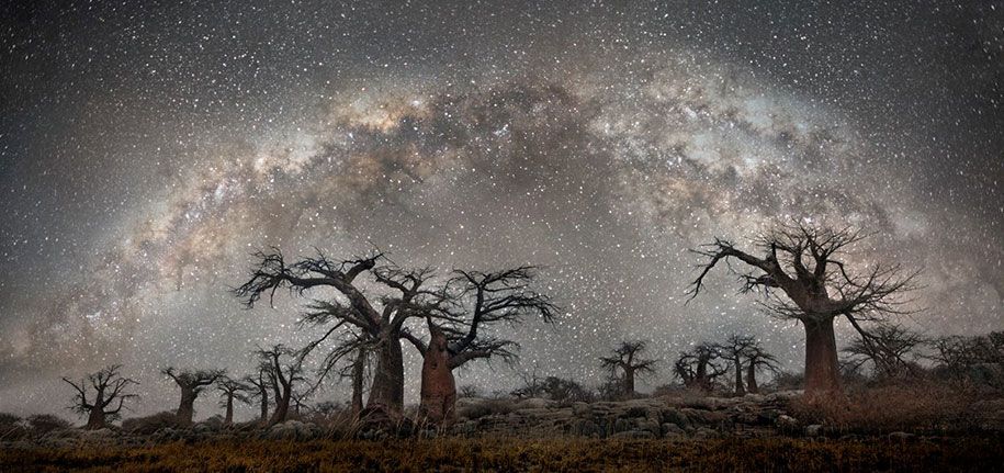 Älteste-Bäume-Fotografie-Sternenlicht-Diamant-Nächte-Beth-Mond-8