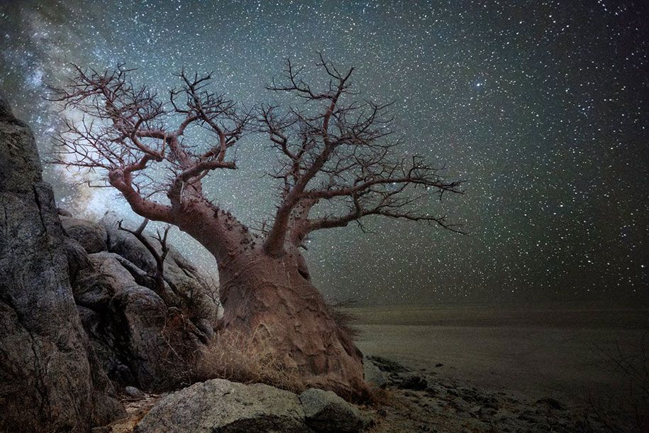 Älteste-Bäume-Fotografie-Sternenlicht-Diamant-Nächte-Beth-Mond-1