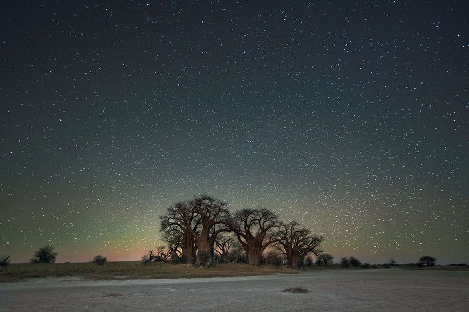 Älteste-Bäume-Fotografie-Sternenlicht-Diamant-Nächte-Beth-Mond-3